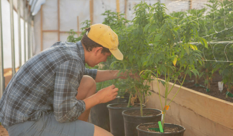 Green Horizons of Modern Cannabis Marketing